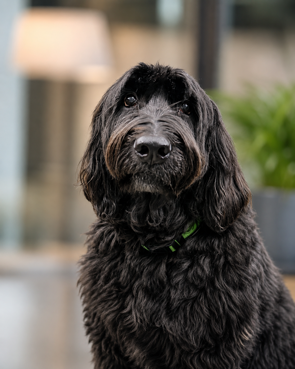 Bixley, the Impact Group Enterprises office mascot, a curly-haired black dog